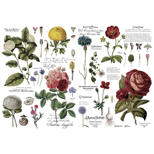 Redesign Decor Transfers® – Vintage Botanical – Total Sheet Size 48"x35", Cut into 6 Sheets 655350646509 Rub on Transfer for Wall or Furniture Decoration
