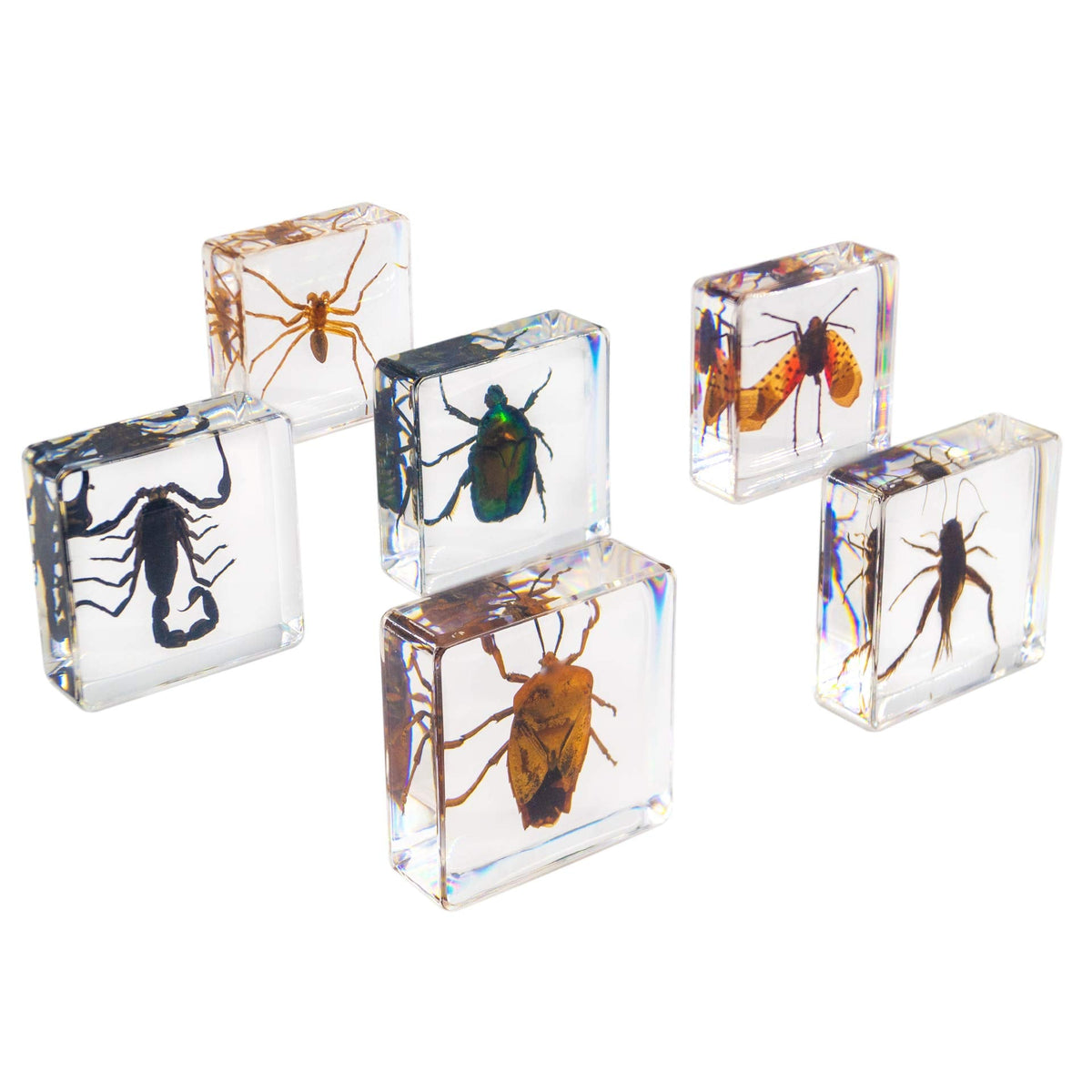 Insect Specimen Set, Bugs Collection Scientific Education Gift for Kids Aged 3-8-12 (Spider, Scorpion, Cricket, Chafers, Stink Bug, Spotted Lanternfly Resin Collection)