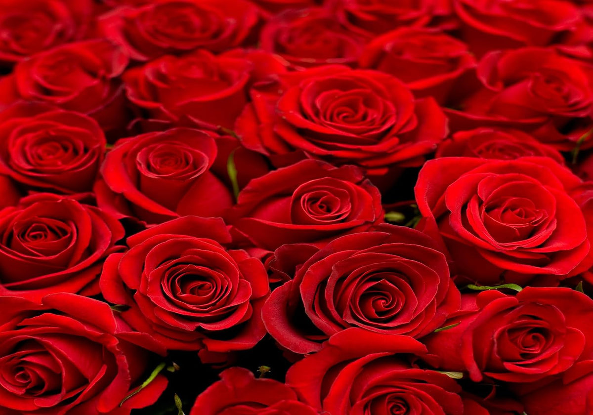 SHDASMIL 9X6ft Bright Red Roses Close Up Backdrop Fresh Floral Bouquet Background for Valentines Day Wedding Party