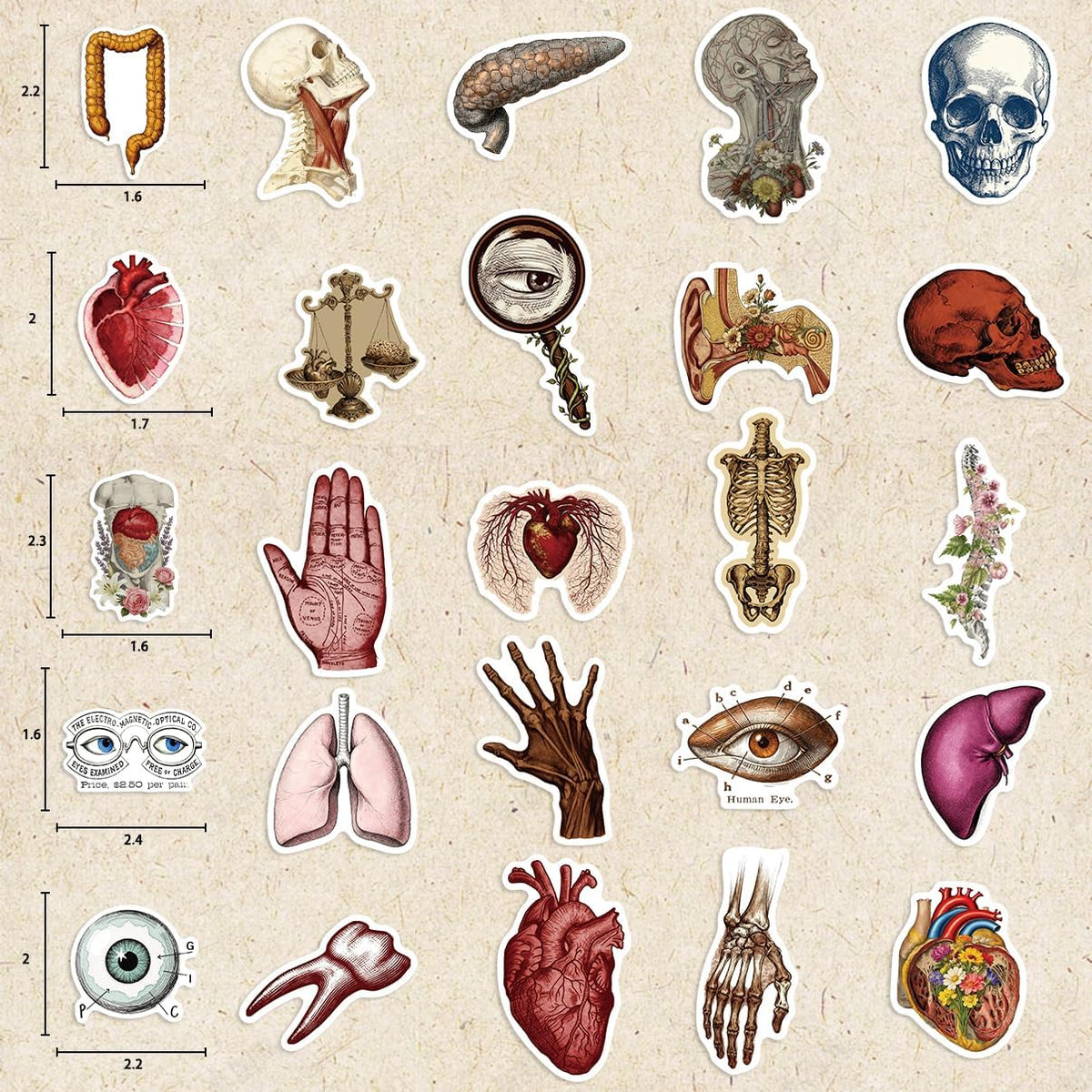 LOOAEFX 50PCS Pack, Vintage Anatomy Stickers - Medical Student Gift Biology Human Body Organ Vinyl Waterproof Decals