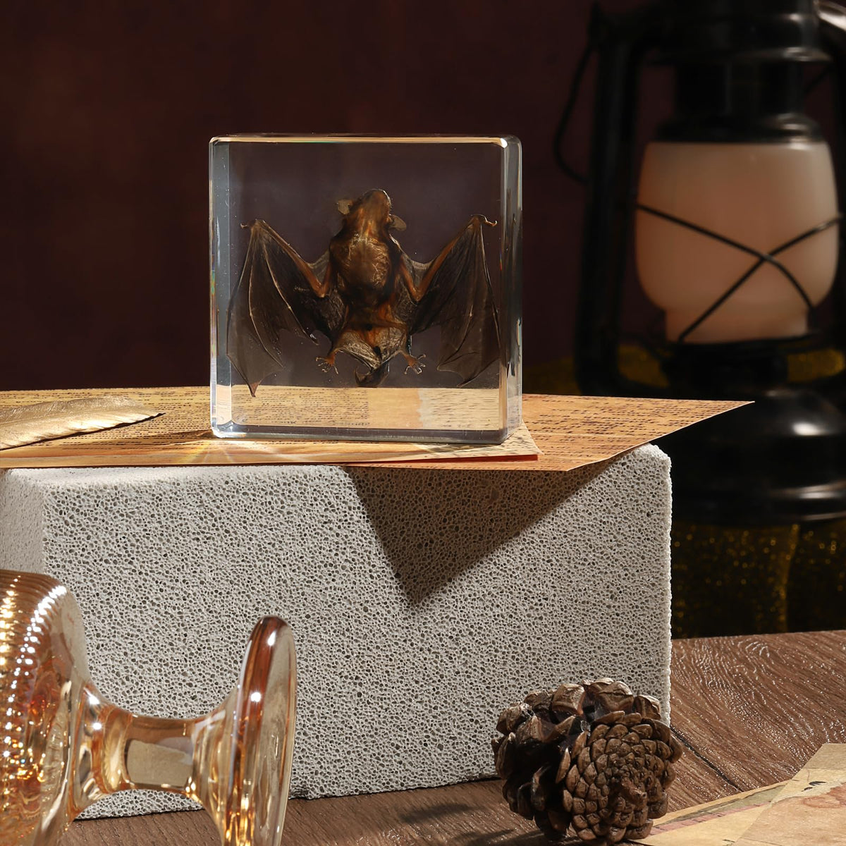 Taxidermy Bat, Real Bat Specimens Animal Specimen in Resin for Science Classroom Science Education, Great Gift for Fans of Taxidermy, Animal Skull, Oddities, Biology(3 x 3 x 1 inch)