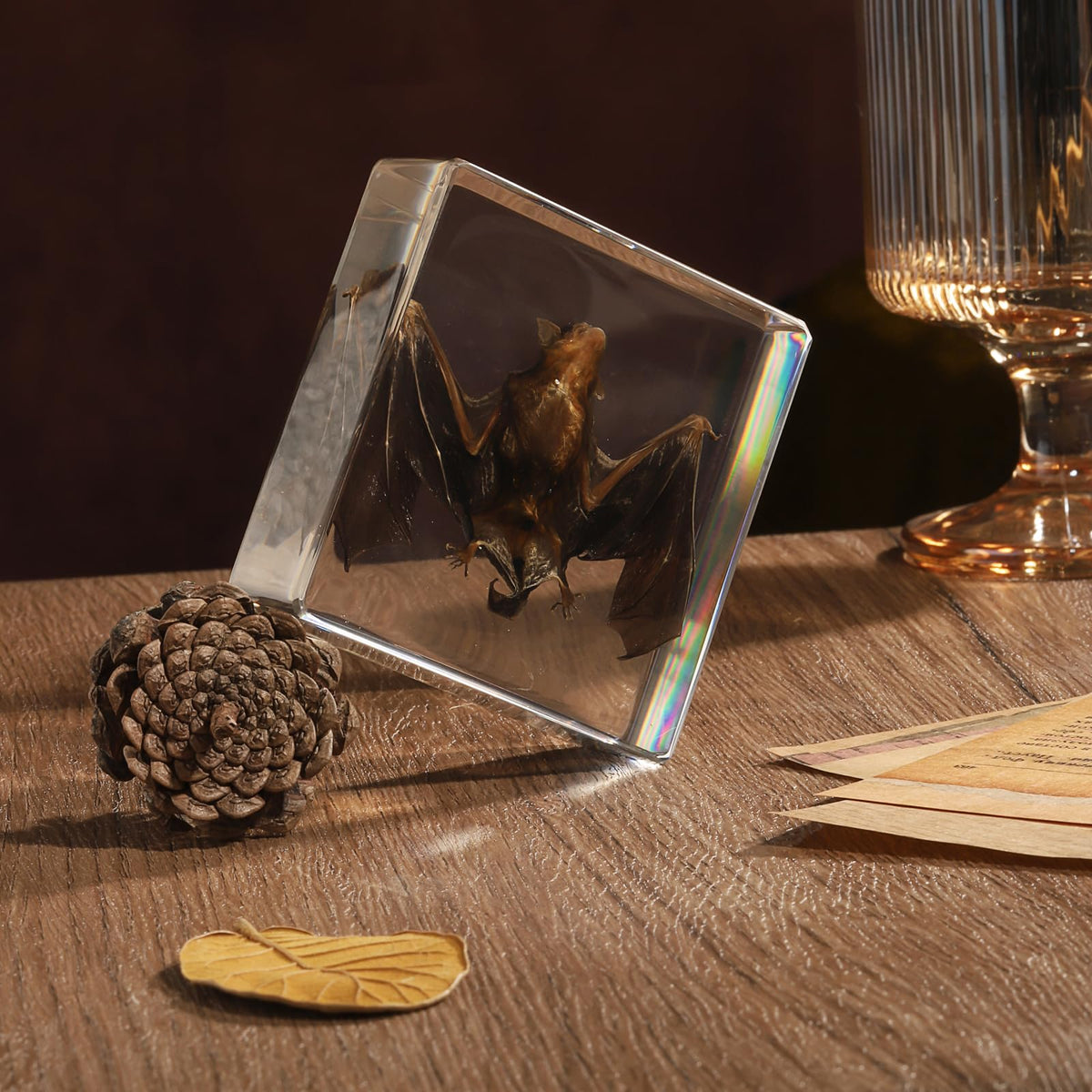 Taxidermy Bat, Real Bat Specimens Animal Specimen in Resin for Science Classroom Science Education, Great Gift for Fans of Taxidermy, Animal Skull, Oddities, Biology(3 x 3 x 1 inch)