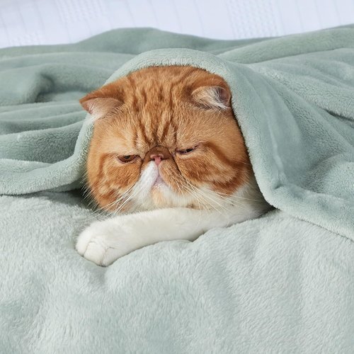 Bedsure GentleSoft Fleece Blanket - Sage Green Queen Size | 280GSM Soft, Lightweight & Cozy for Home or Travel