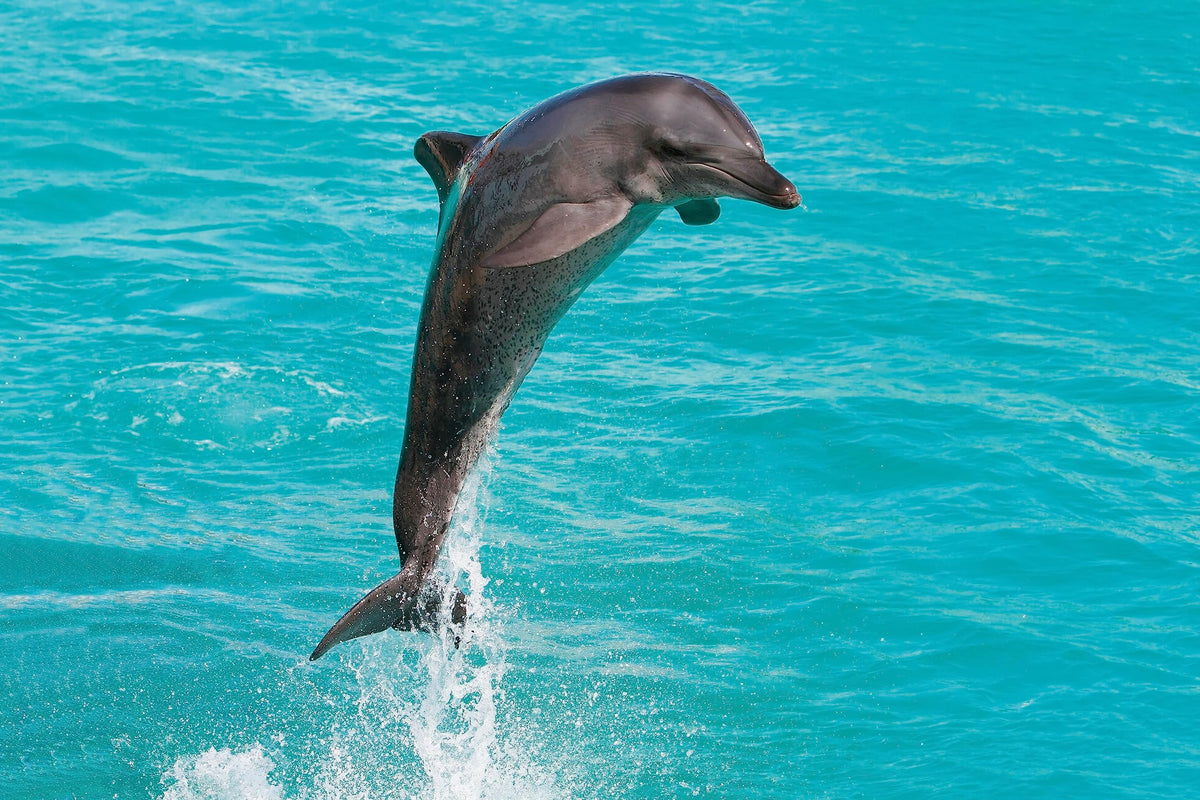 Wonderbox - Original Gift Idea - Experience Gift - Bucket List Experiences - 1 Activity to Choose from a Selection: Ferrari Driving, Dolphin Watching, Speedboat, Airboat for Gators Watching...